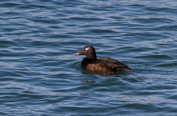 White - winged scoter — Stockfoto