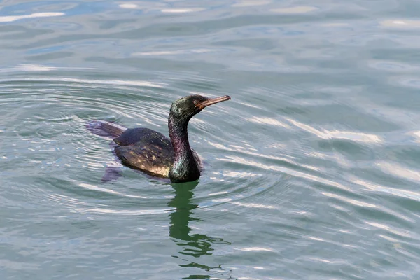 Pelagische Aalscholver — Stockfoto