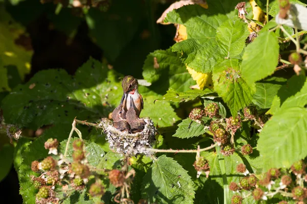 Colibrí rufo — Foto de Stock