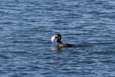 çift tepeli karabatak