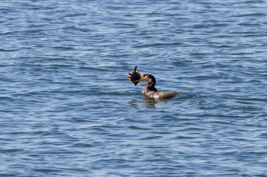 çift tepeli karabatak