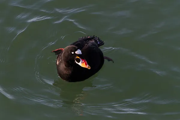 Surfscoter — Stockfoto