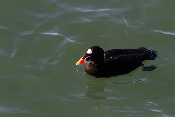Surf kara ördek — Stok fotoğraf