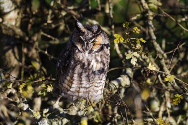uzun kulaklı baykuş