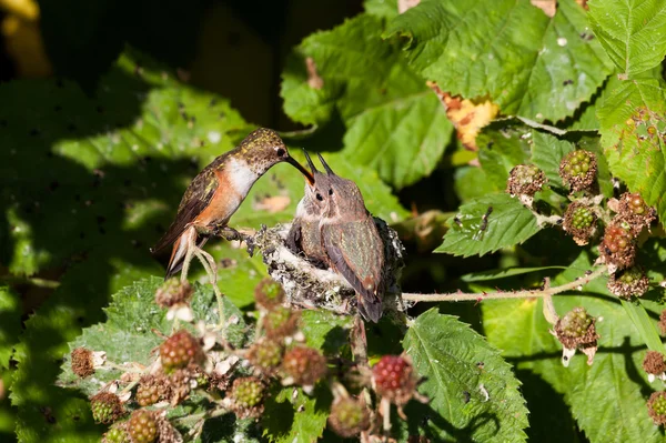生锈的蜂鸟 — 图库照片