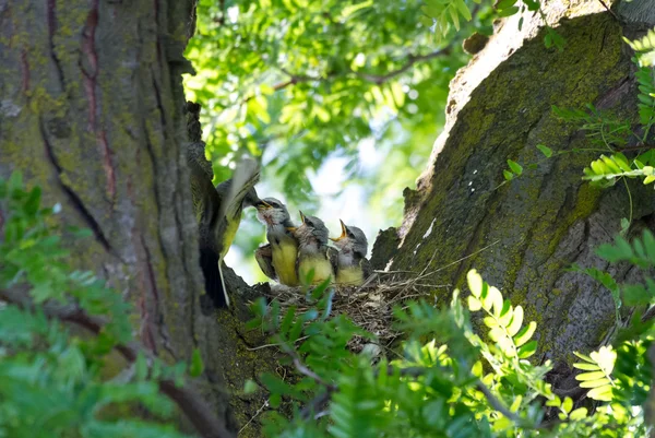 Westlicher Königsvogel — Stockfoto