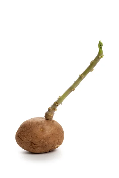 Potatis — Stockfoto