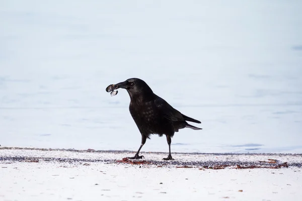 Black crow — Stock Photo, Image