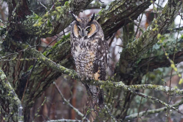 Long eared owl — Stock Photo, Image