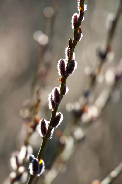 Gemma di albero — Foto Stock