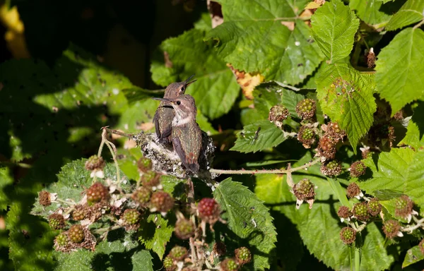 Rufous kolibřík — Stock fotografie