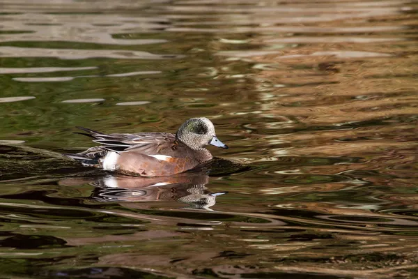 Wigeon americano — Foto Stock