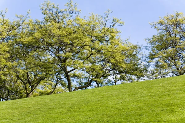 Gramado verde e árvore — Fotografia de Stock