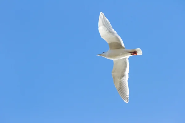 Gaivota alada glaucosa — Fotografia de Stock