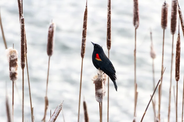 Red winged blackbird — Stock Fotó