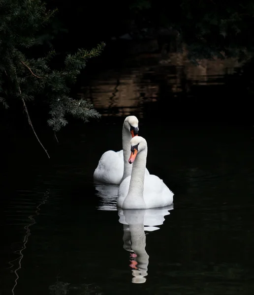 Knobbelzwaan — Stockfoto