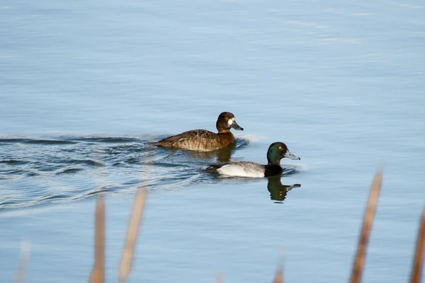 Mindre bergand Stockbild