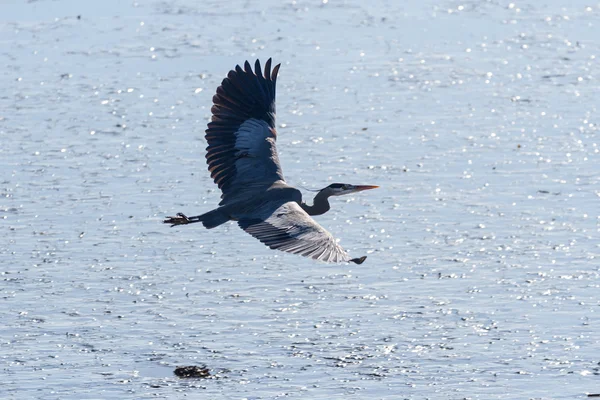 Grote blauwe reiger — Stockfoto