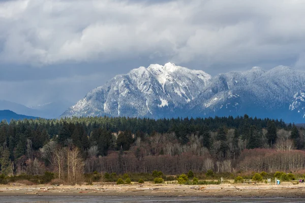 Montaña de nieve y árbol — Foto de Stock