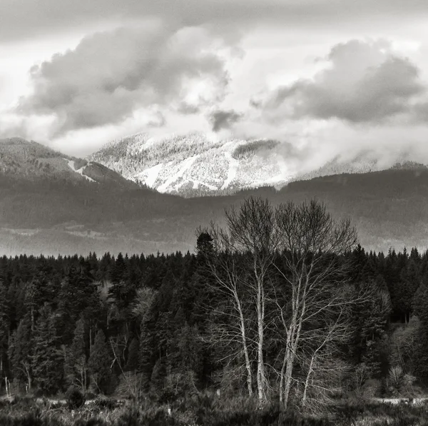 Montaña de nieve y árbol — Foto de Stock