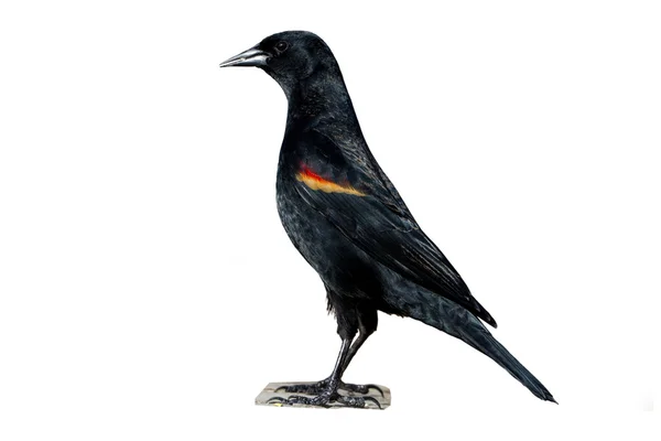 Röd - winged blackbird — Stockfoto