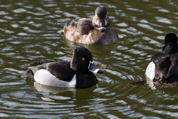 Ring - necked duck — Stockfoto