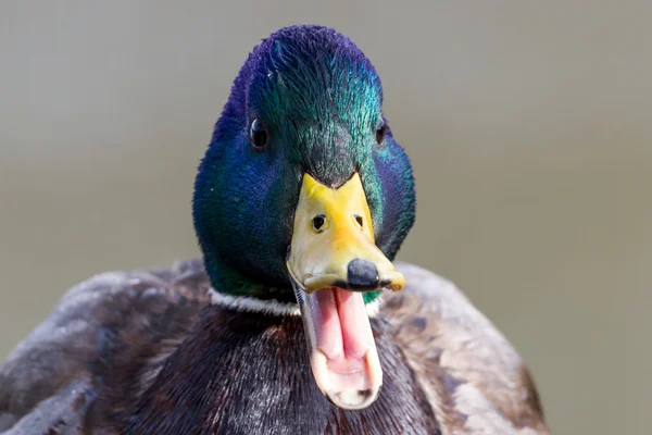 Pato-de-bico — Fotografia de Stock