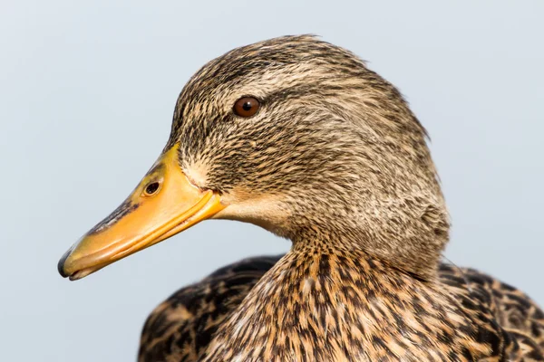 Маллардская утка — стоковое фото