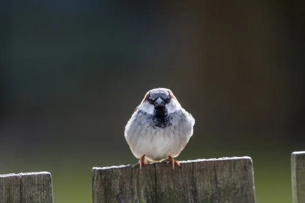 Σπίτι sparrow — Φωτογραφία Αρχείου