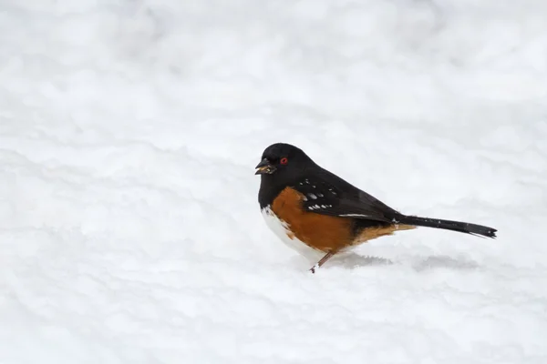 Spotted Towhee — Stock Photo, Image