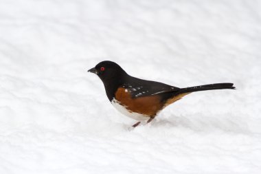 Spotted Towhee  clipart
