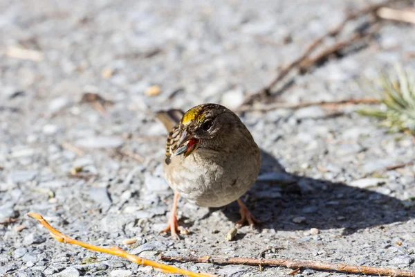 Gouden gekroonde sparrow — Stockfoto