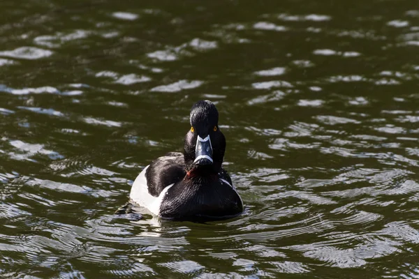 Ring - necked kaczka — Zdjęcie stockowe