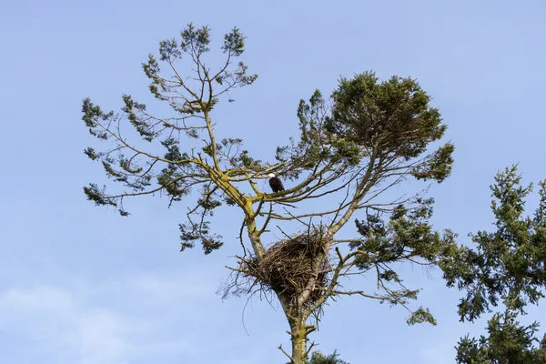 Лысый орлан — стоковое фото