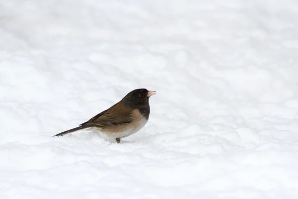 Очі темні Junco — стокове фото