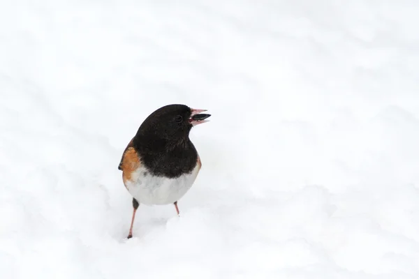 Junco de olhos escuros — Fotografia de Stock