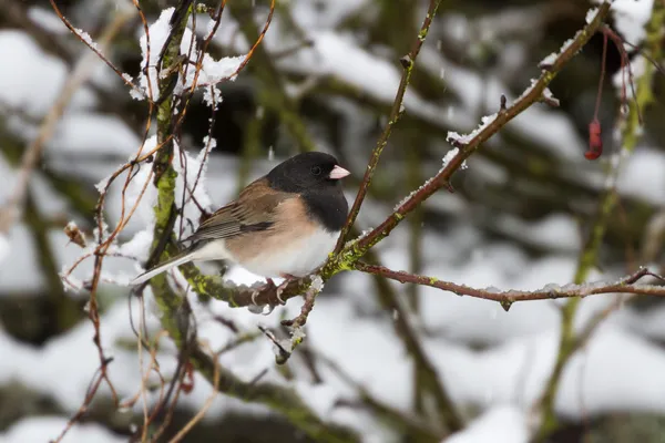 Junco de olhos escuros — Fotografia de Stock