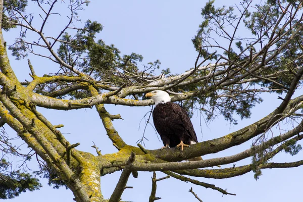 Bald Eagle — Stock Photo, Image