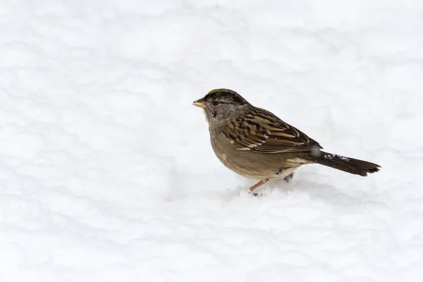 Moineau couronné doré — Photo