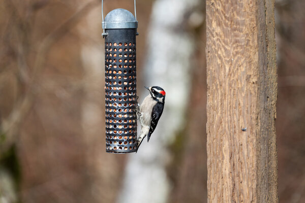 Downy Woodpecker
