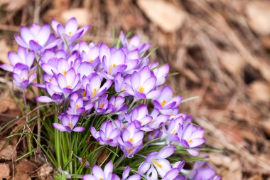 mor kır çiçekleri 