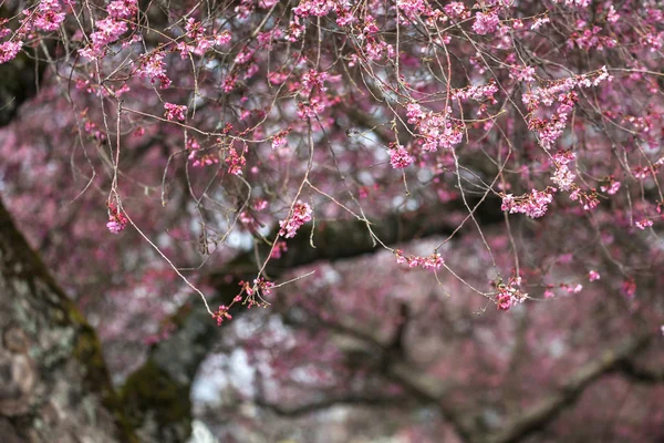 Whitcomb cherry — Stockfoto