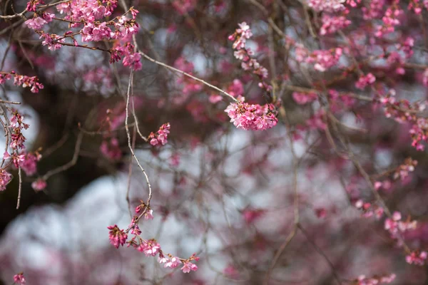 Whitcomb cherry — Stock fotografie