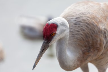 Sandhill Crane