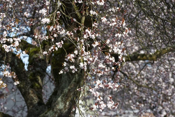 Flores de ciruelo — Foto de Stock