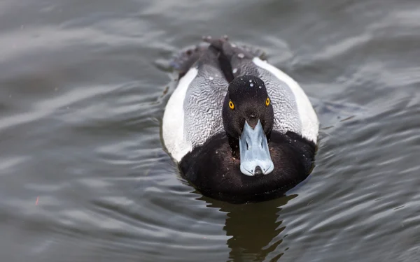 Pequeño Scaup — Foto de Stock