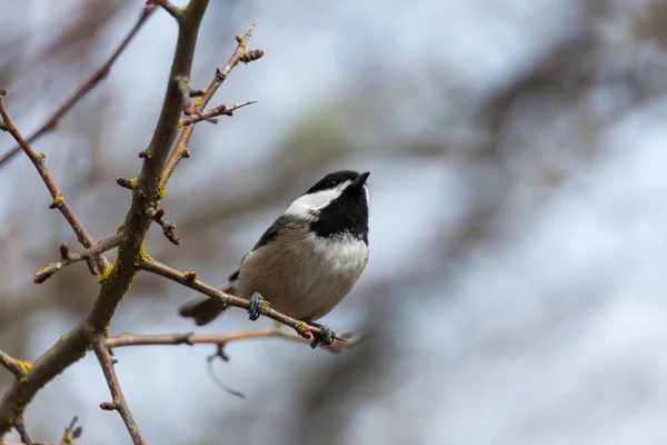 Chickadee de gorra negra — Foto de Stock