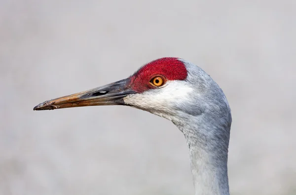 Sandhill Crane — Stock Photo, Image