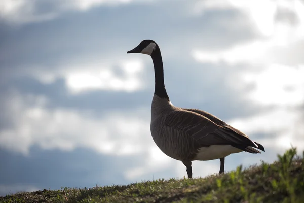 Noordse gans — Stockfoto