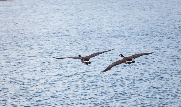 Noordse gans — Stockfoto